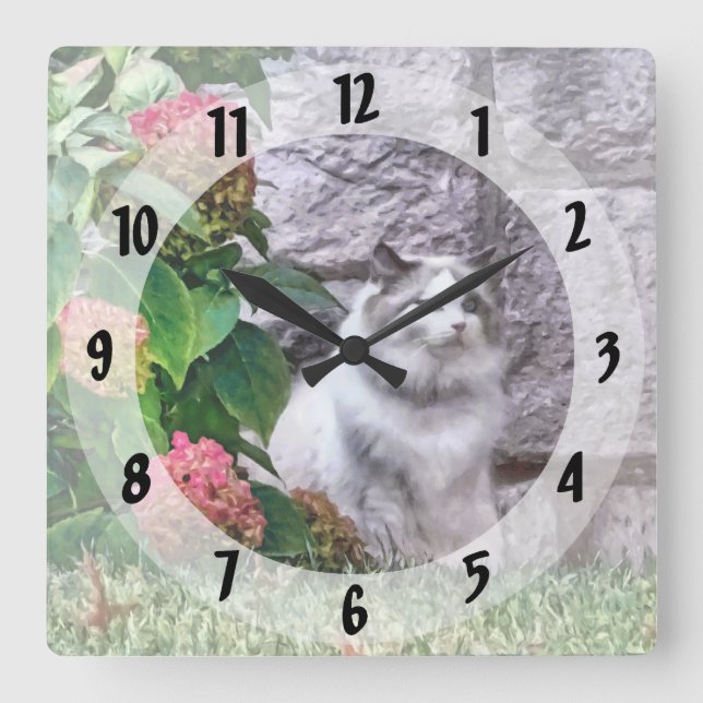 Ragdoll Cat By Hydrangea Square Wall Clock (Front)