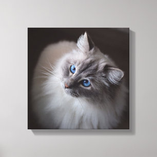 Ragdoll Cat Canvas - Millie's Blue Eyes Print