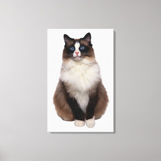 Ragdoll Cat Canvas Print