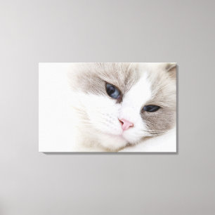Ragdoll cat canvas print