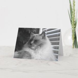 Ragdoll Cat Card