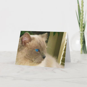 Ragdoll Cat Card