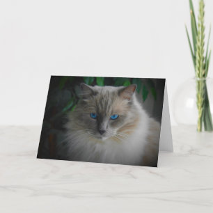 Ragdoll Cat Card