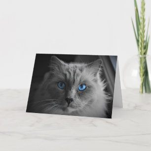 Ragdoll Cat, card