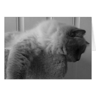 Ragdoll Cat, Card