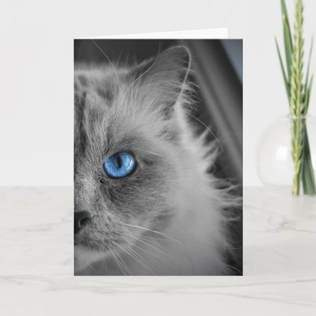 Ragdoll Cat, card (Front)