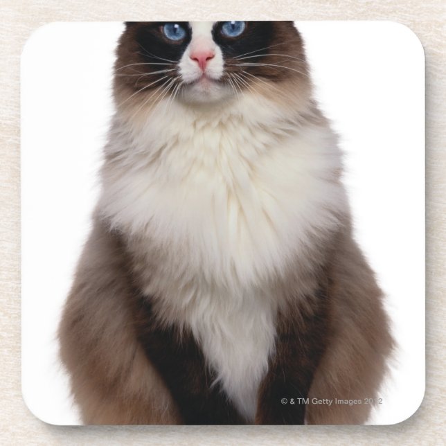 Ragdoll Cat Coaster (Front)