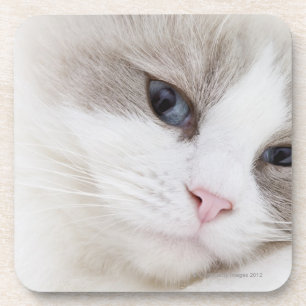 Ragdoll cat coaster