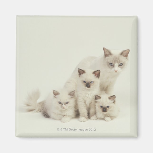 Ragdoll cat female with kittens magnet (Front)