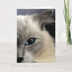 Ragdoll Cat Greeting Card