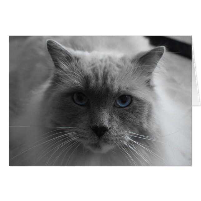 Ragdoll Cat / Isolated Colour (Front Horizontal)