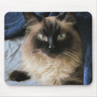 Ragdoll Cat