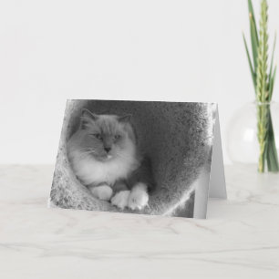 Ragdoll Cat - noir, Card