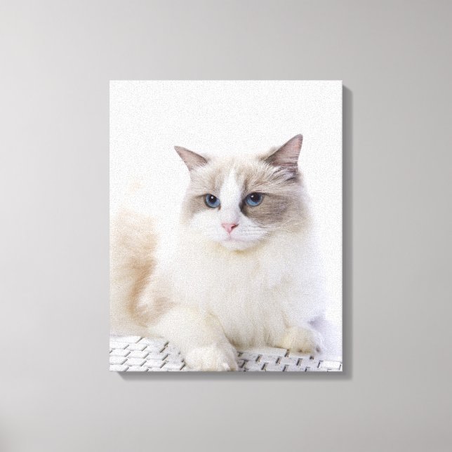 Ragdoll cat on computer keyboard canvas print (Front)