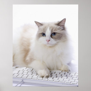 Ragdoll cat on computer keyboard poster