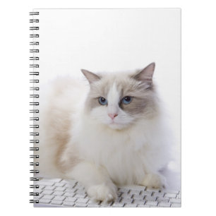 Ragdoll cat on computer keyboard spiral notebook
