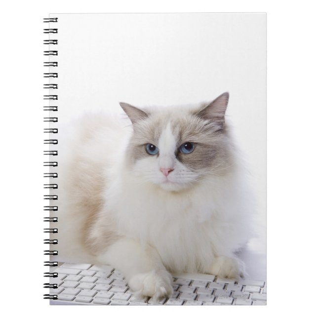 Ragdoll cat on computer keyboard spiral notebook (Front)