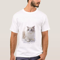 Ragdoll cat on computer keyboard