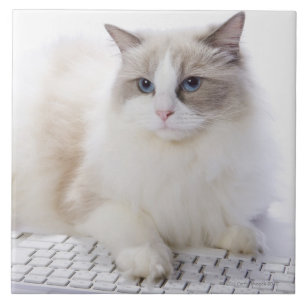 Ragdoll cat on computer keyboard tile