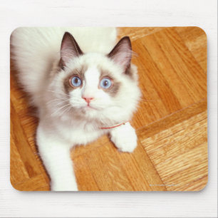 Ragdoll cat on floor, elevated view mouse pad