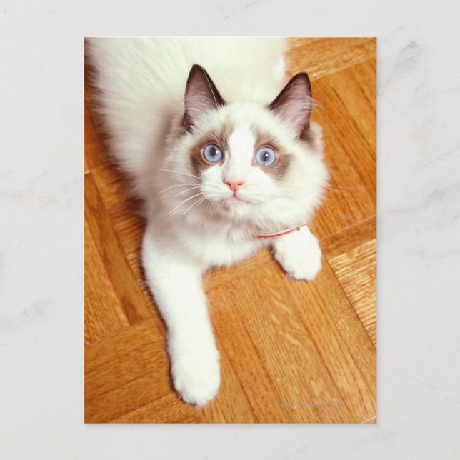 Ragdoll cat on floor, elevated view postcard (Front)