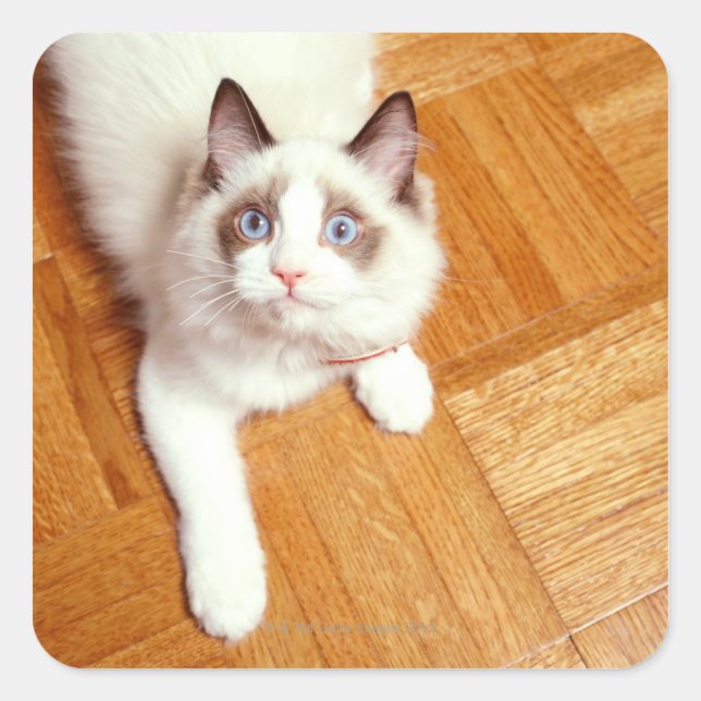 Ragdoll cat on floor, elevated view square sticker (Front)