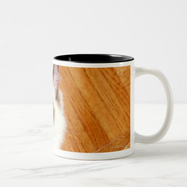 Ragdoll cat on floor, elevated view Two-Tone coffee mug (Right)