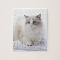 Ragdoll Cat on Keyboard