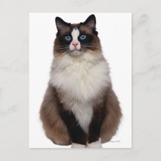Ragdoll Cat Postcard