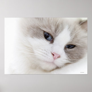 Ragdoll cat poster
