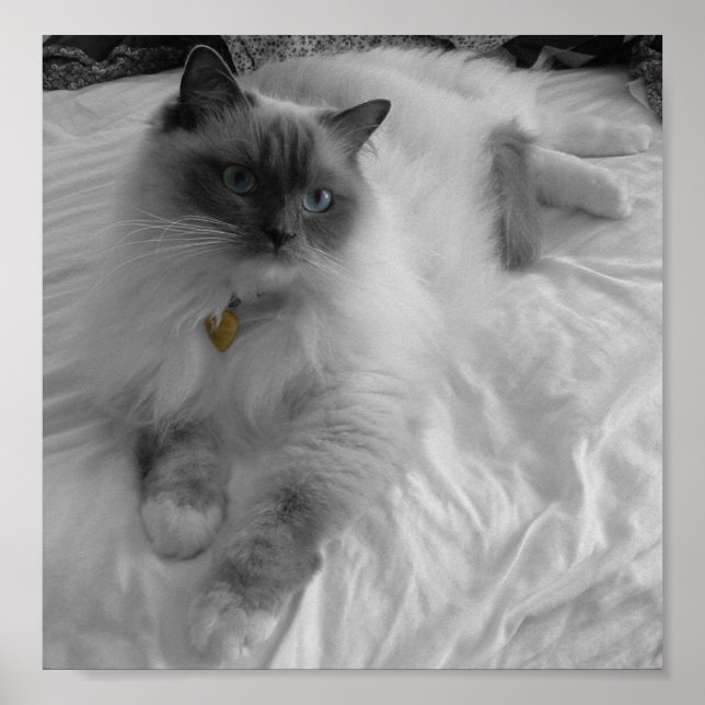Ragdoll Cat Poster (Front)