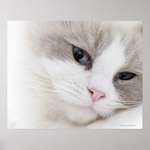 Ragdoll cat poster