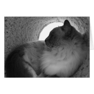 Ragdoll Cat Profile - Noir, card