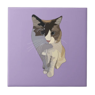 Ragdoll cat, Purple Tile