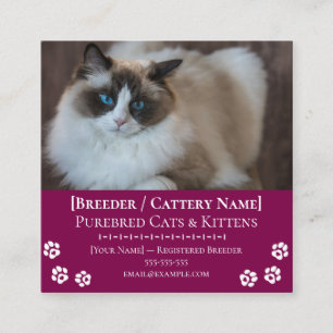 Ragdoll Cattery Customisable Cat Breeder Square Business Card