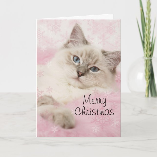 Ragdoll Christmas card (Front)
