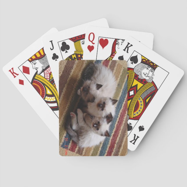 Ragdoll Deck of Cards (Back)