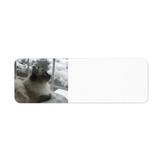 Ragdoll Himalayan Cat Kitty Snow Christmas Scene