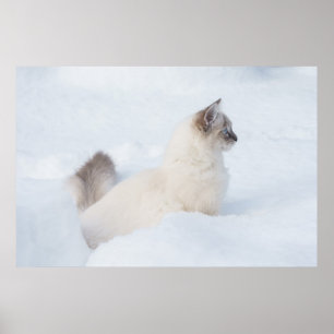 Ragdoll in the snow poster