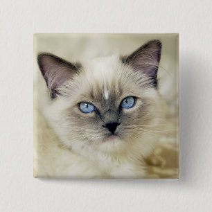 Ragdoll kitten 15 cm square badge