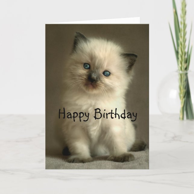 Ragdoll Kitten Birthday Card (Front)