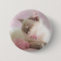 ragdoll kitten button