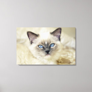 Ragdoll kitten canvas print