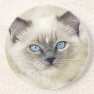 Ragdoll kitten coaster