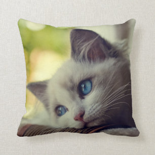 Ragdoll Kitten Cushion