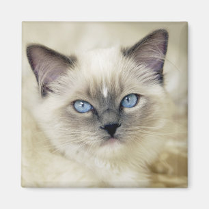 Ragdoll kitten magnet