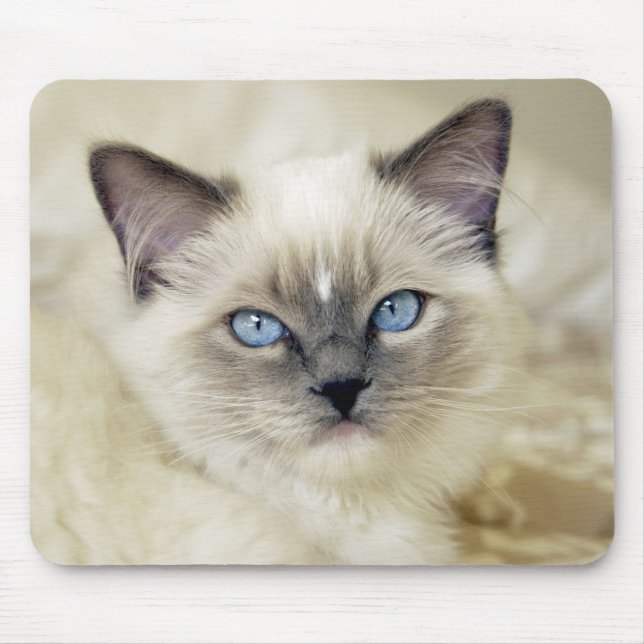 Ragdoll kitten mouse pad (Front)