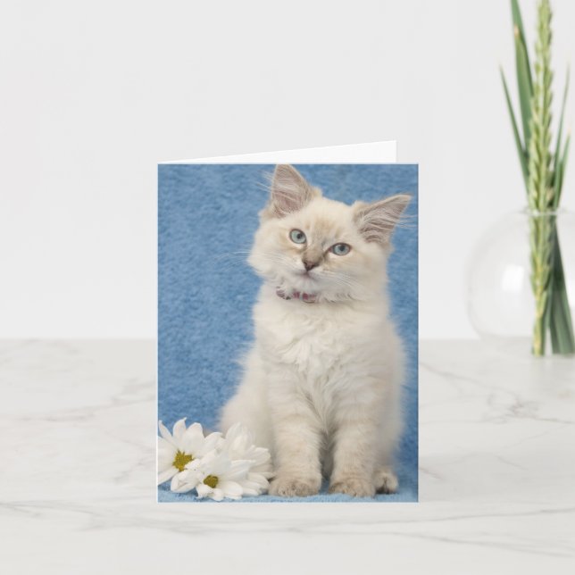 ragdoll kitten note card (Front)