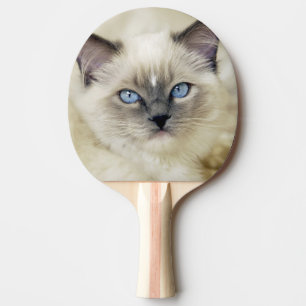 Ragdoll kitten ping pong paddle