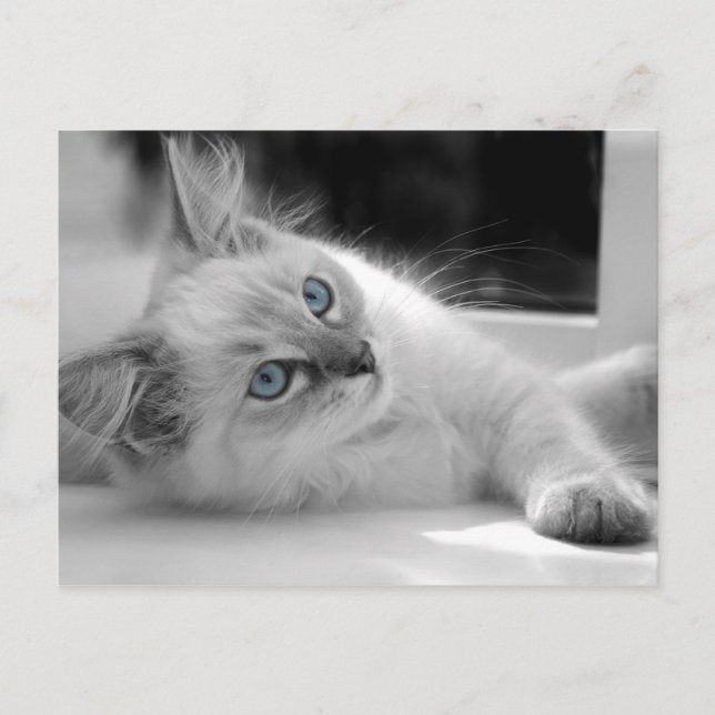 Ragdoll kitten postcard (Front)